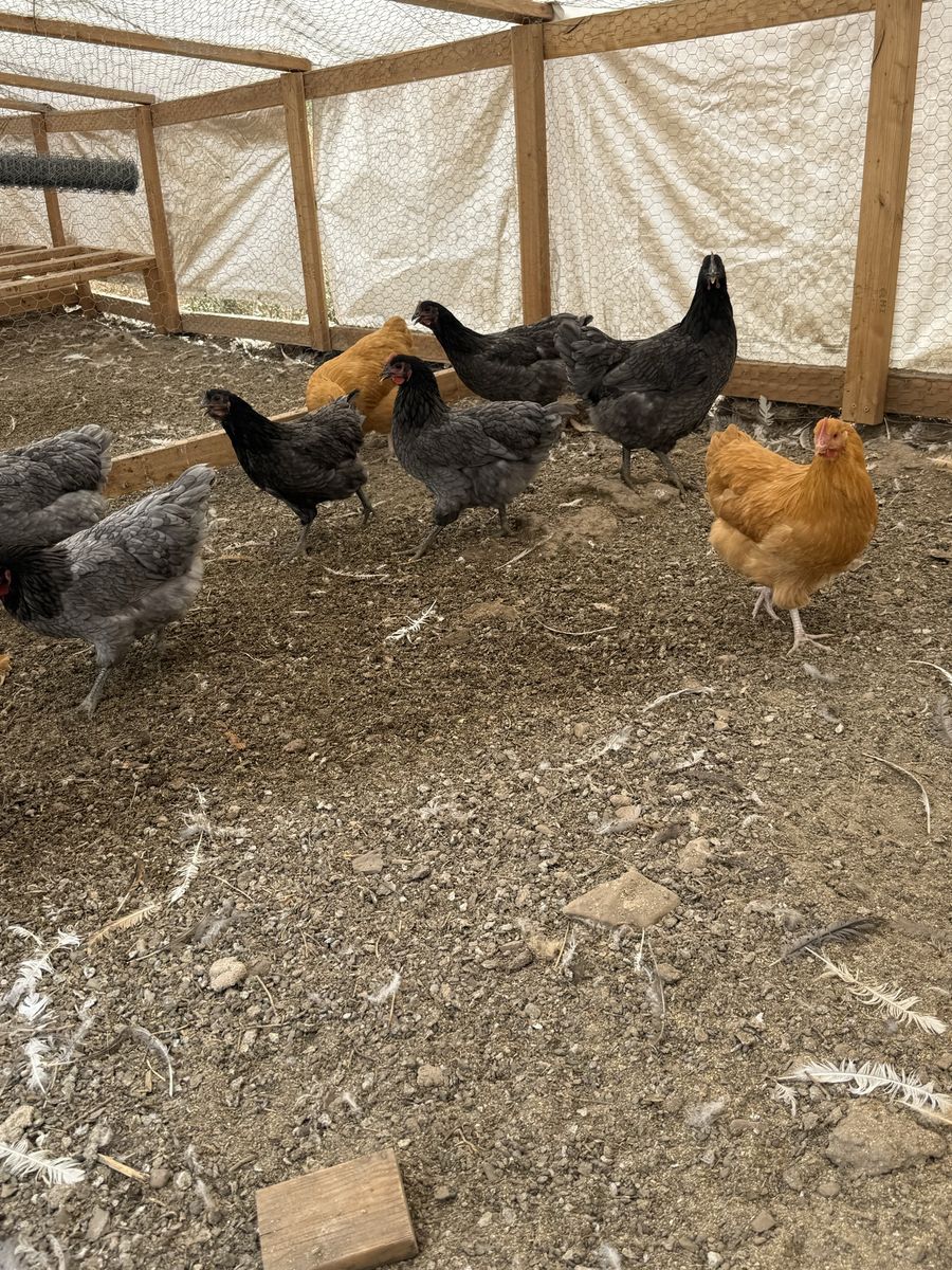 Coop ready Pullets - Point of lay hens