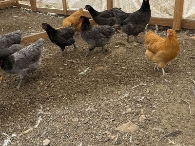 Coop ready Pullets - Point of lay hens