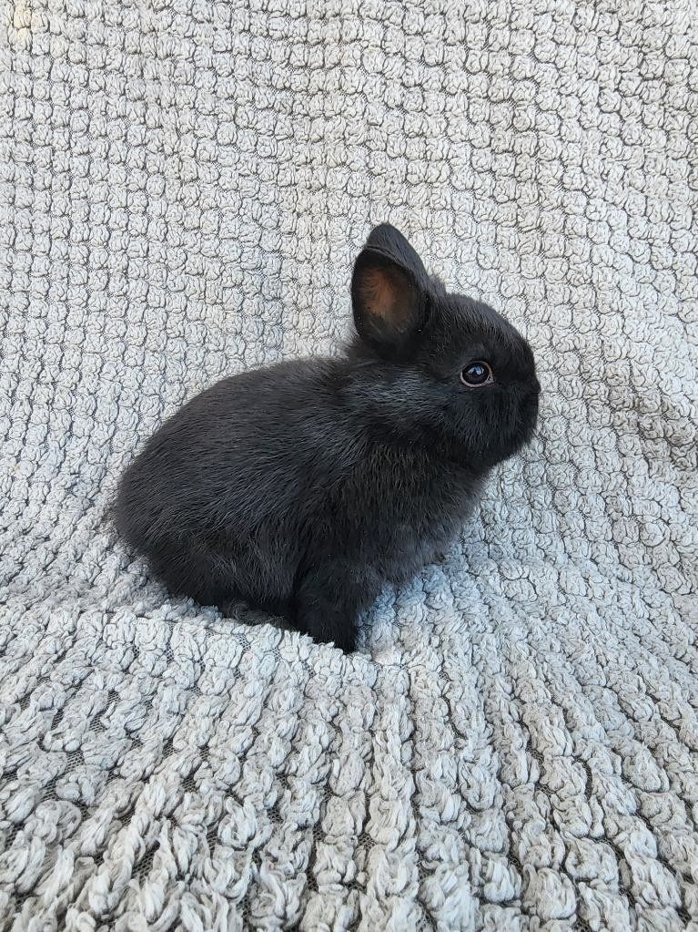Purebred Black VM Doe Netherland Dwarf