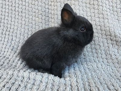Purebred Black VM Doe Netherland Dwarf