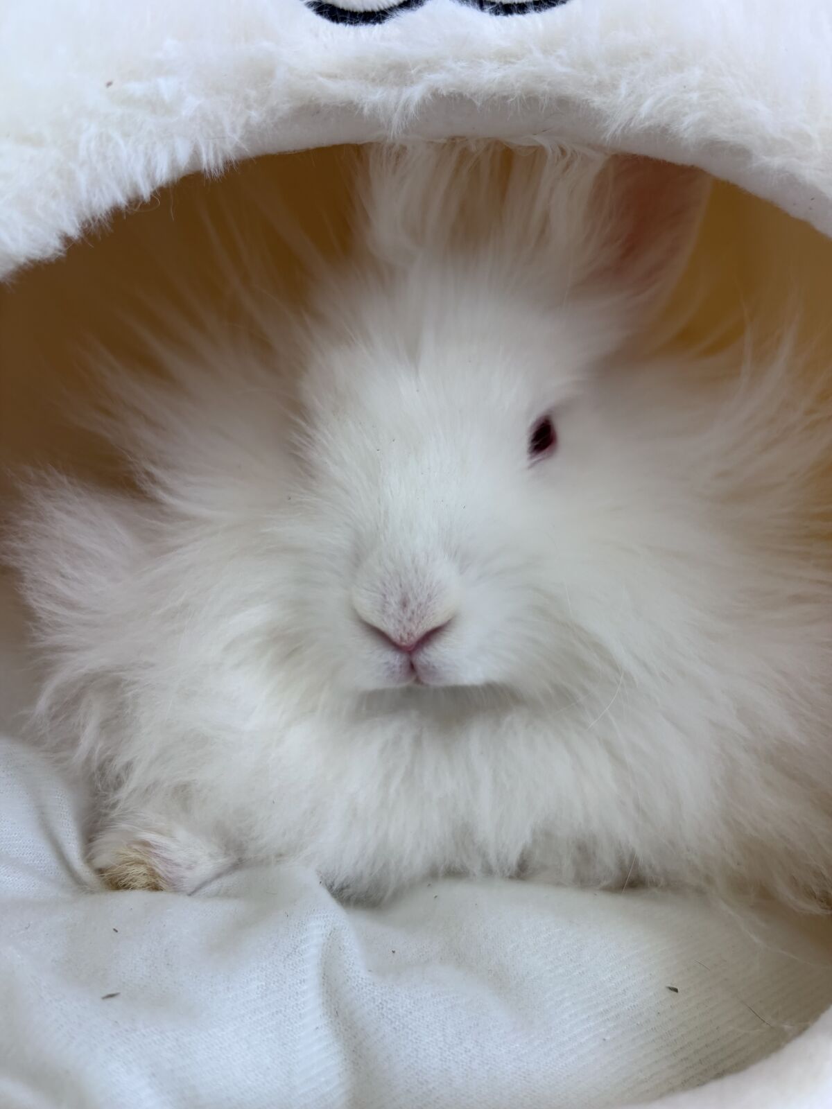 Beautiful Ruby Eyed Female Lionhead Bunny