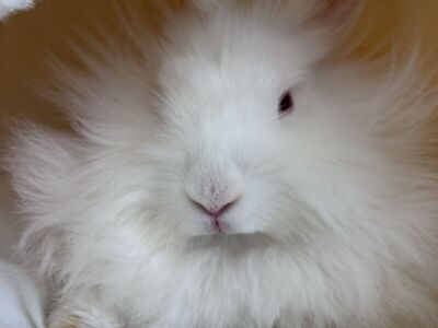 Beautiful Ruby Eyed Female Lionhead Bunny
