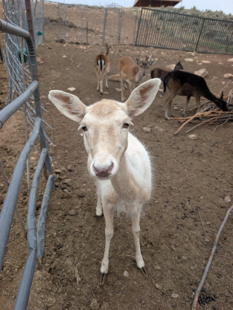 White Fallow Deer Doe