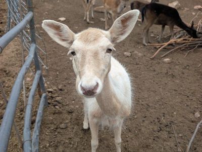 White Fallow Deer Doe