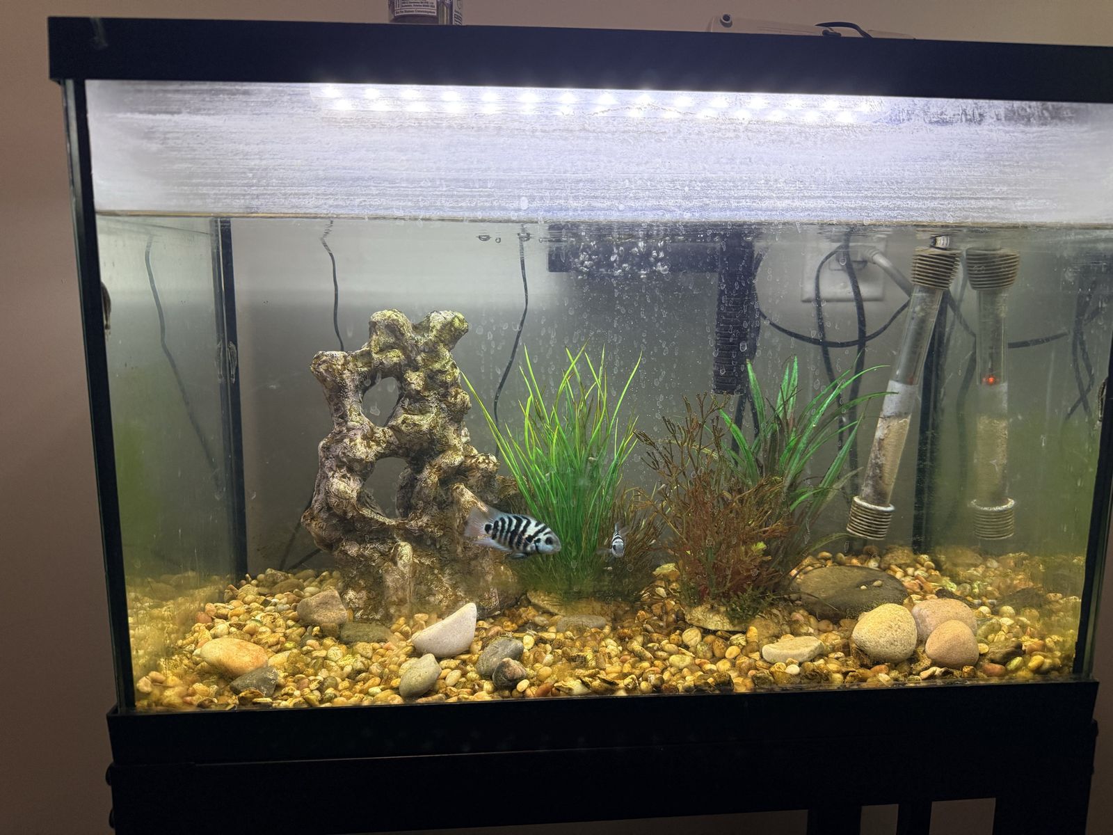 Fish Tank Aquarium with Stand and Breeding Pair of Blue Convict Cichlids