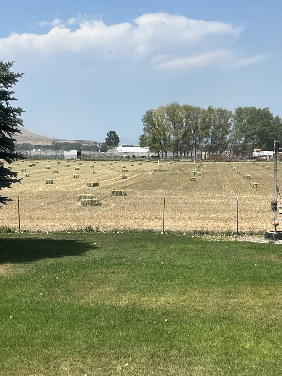 Oat hay