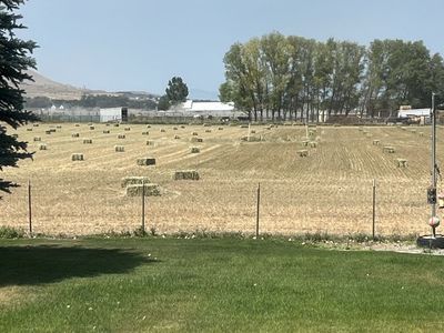 Oat hay