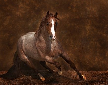 2 Year Old Cowhorse Prospect