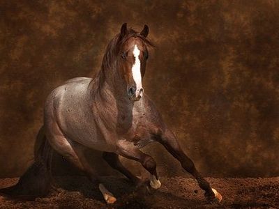 2 Year Old Cowhorse Prospect