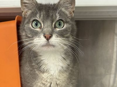 Hello my name is Banjo