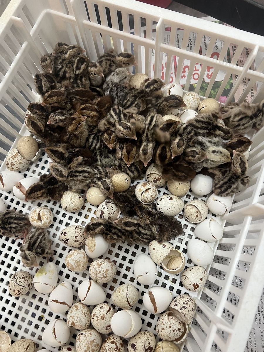 gamble quails