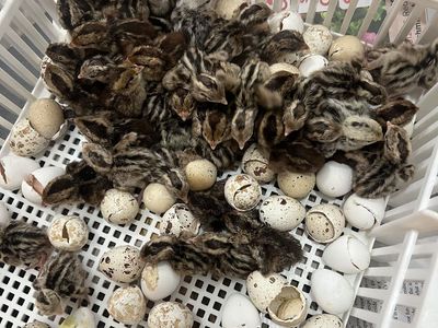 gamble quails