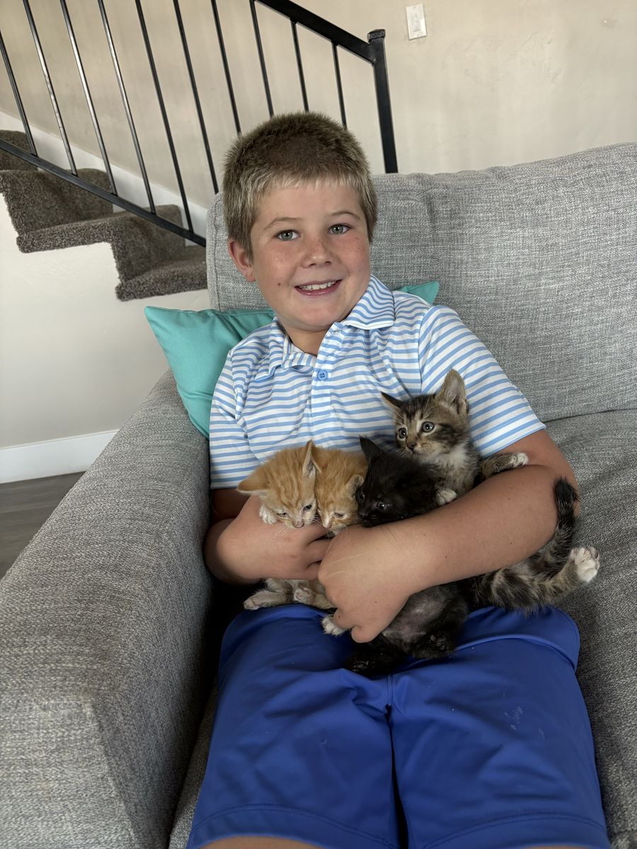 Kittens 