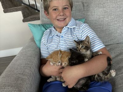 Kittens