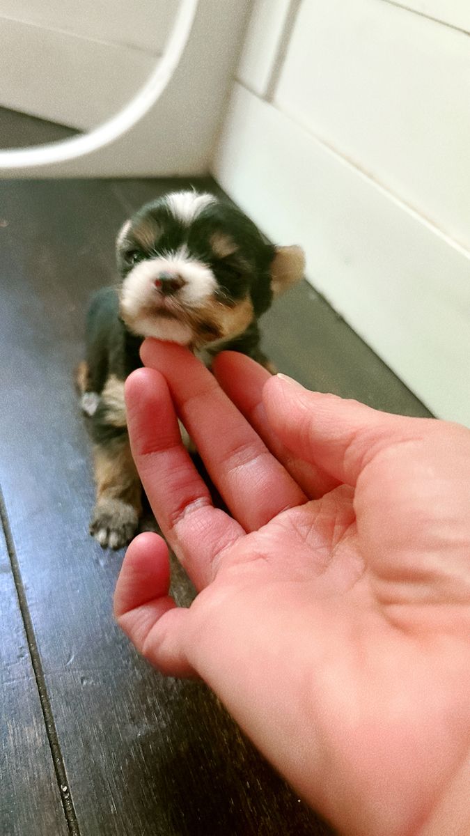 Teacup Yorkies girls
