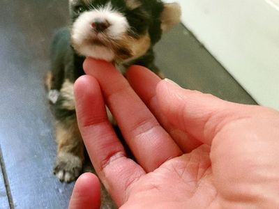 Teacup Yorkies girls