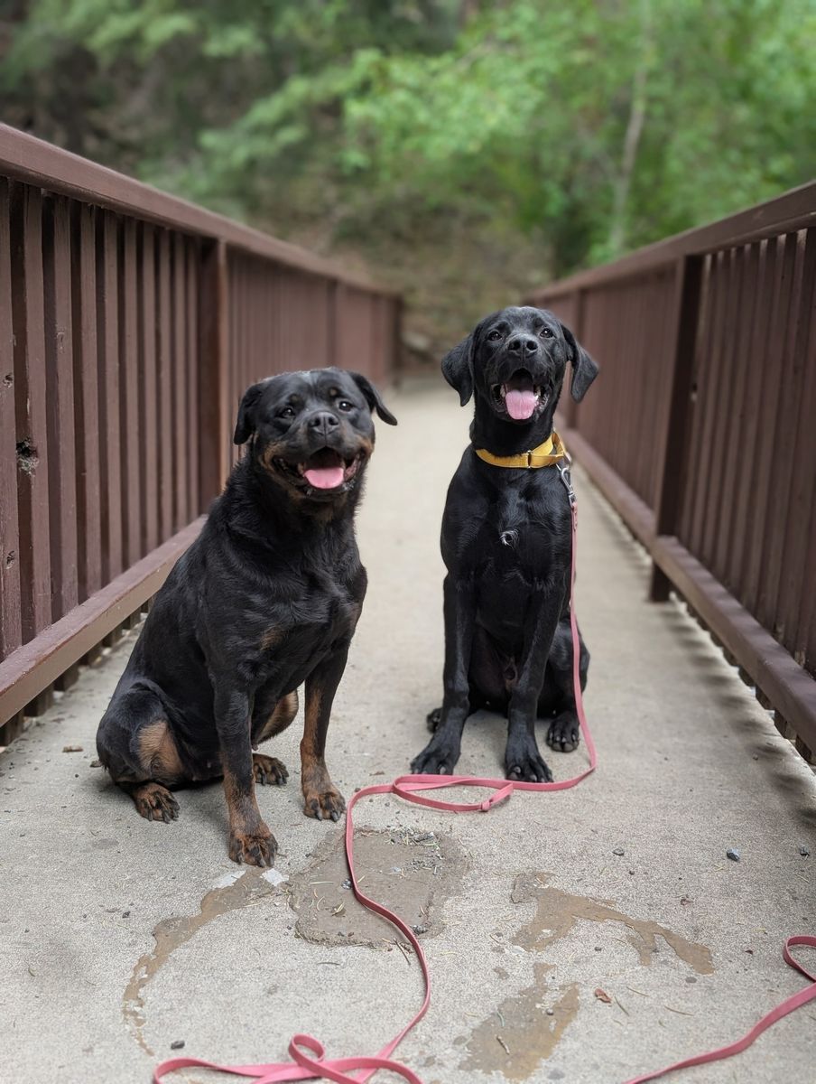 Rottweiler puppy with supports | Dogs | KSL Classifieds