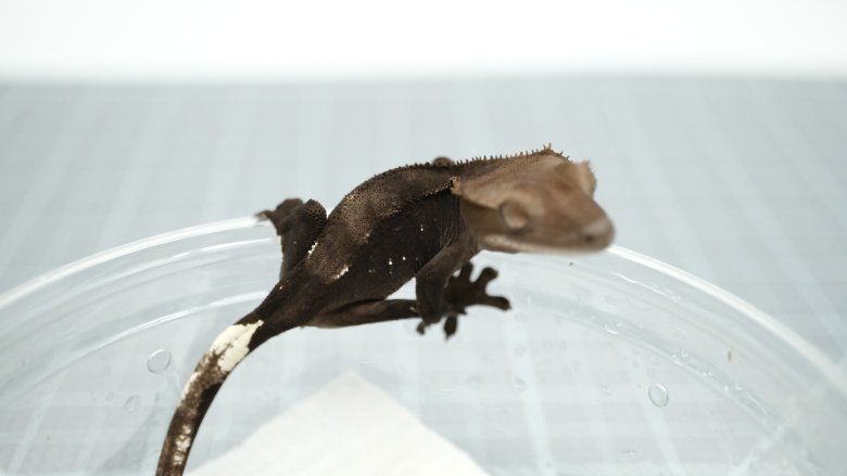 Main image 2