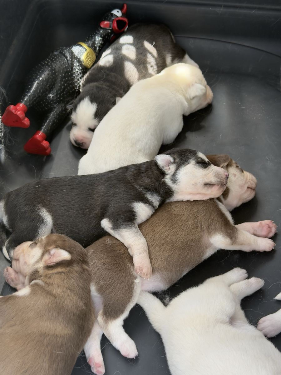Adorable Husky Puppies