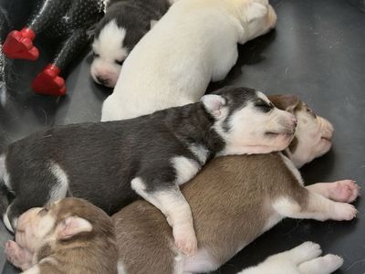 Adorable Husky Puppies