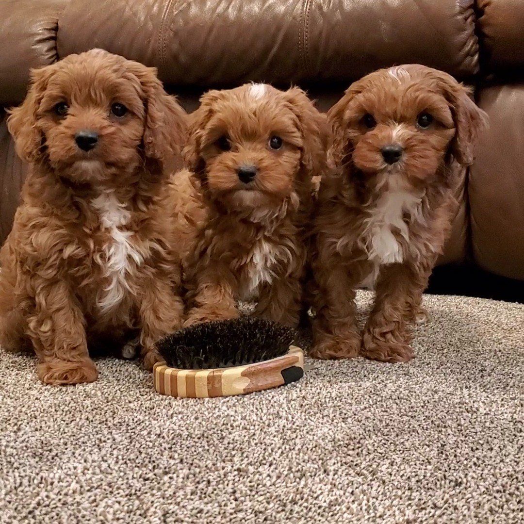 F1 Micro cavapoo king charles Cavalier mini poodle