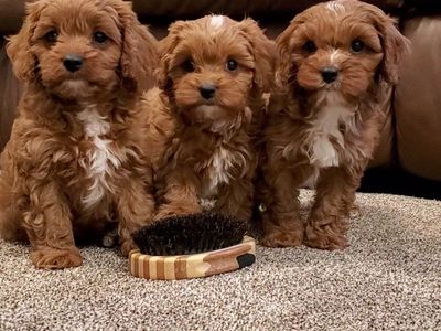 F1 Micro cavapoo king charles Cavalier mini poodle