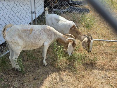 Boer does, meat goats, weed eaters