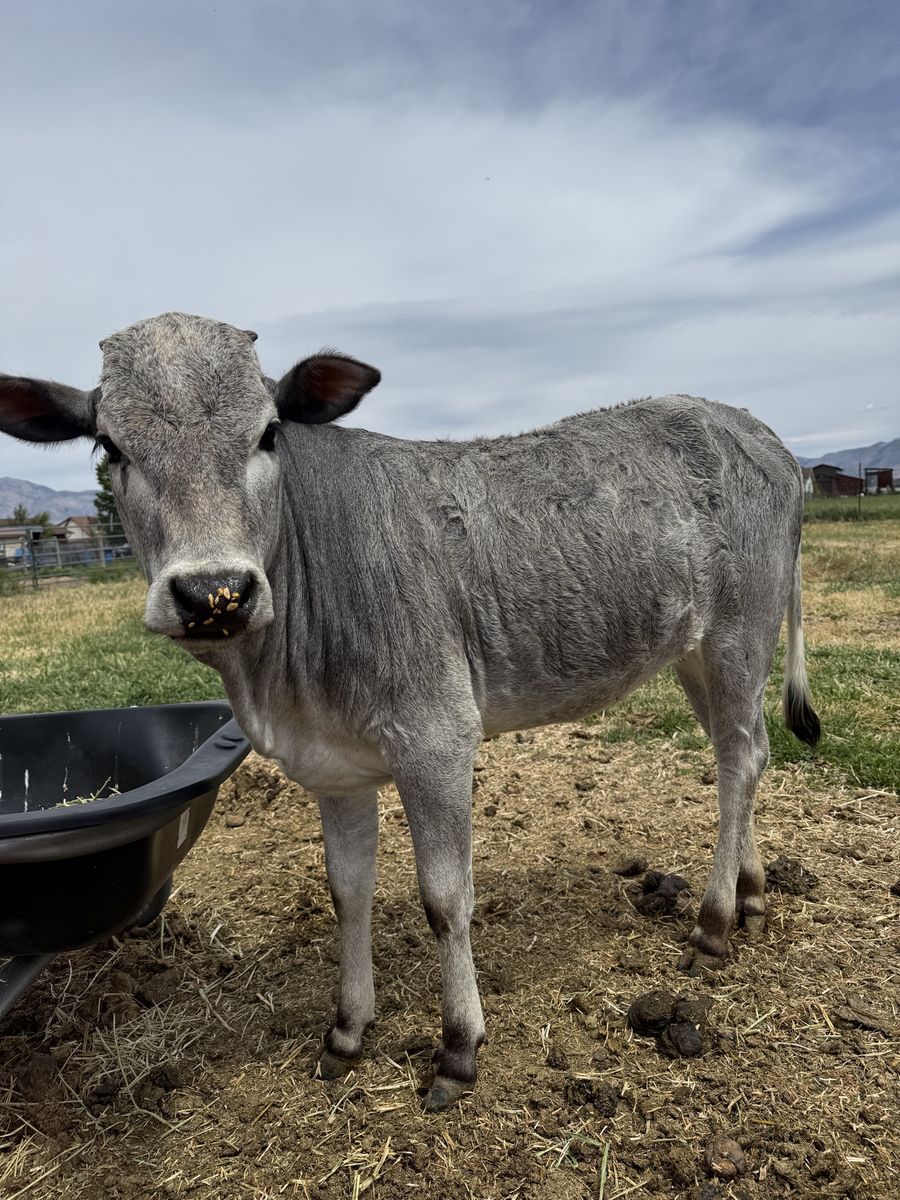 Registered Zebu Heifer - Mocha