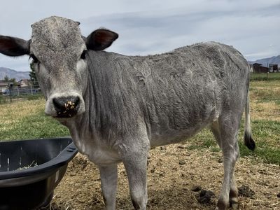 Registered Zebu Heifer - Mocha