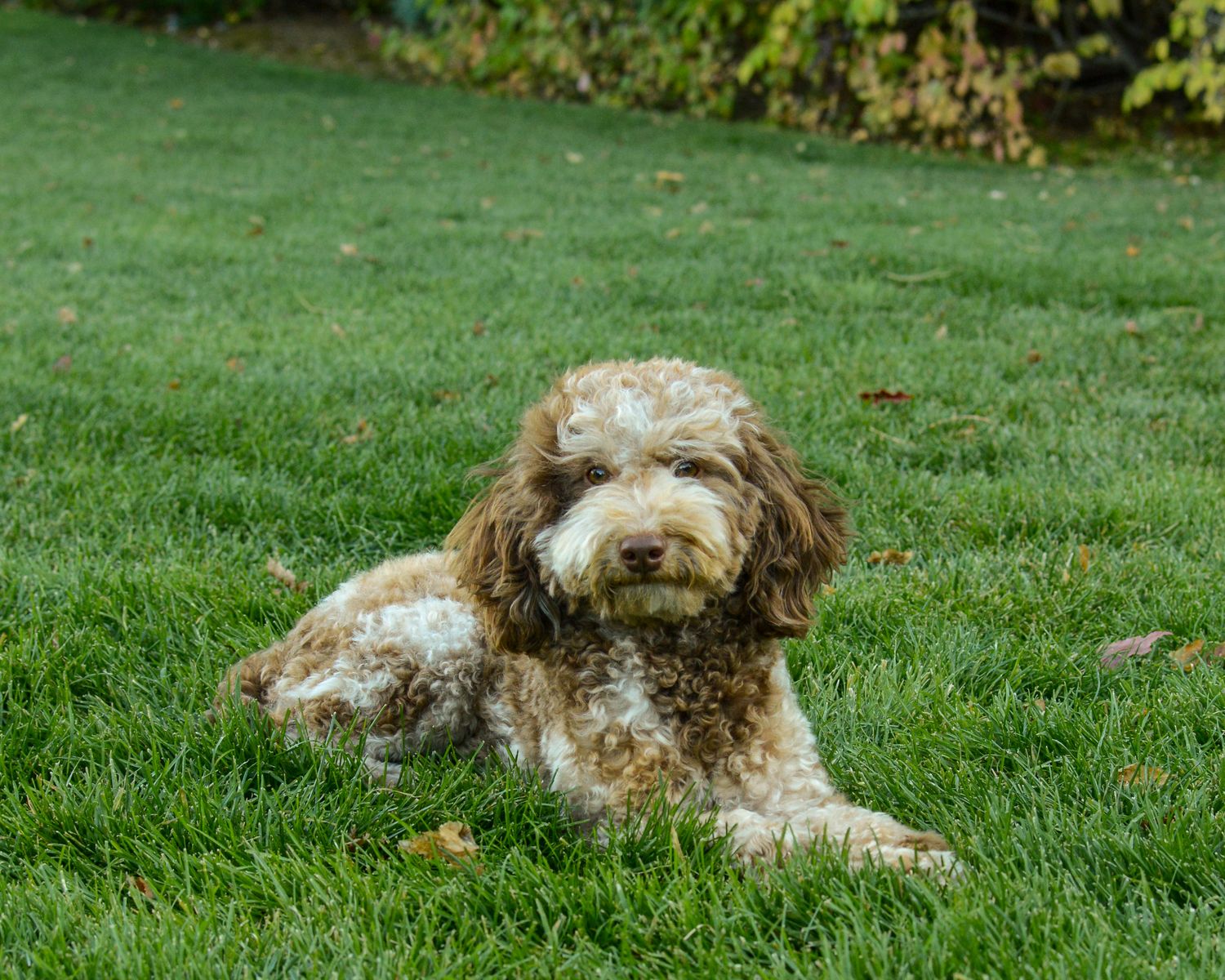 AKC Chocolate Merle Poodle 11.8lbs 13 inches Health Tested