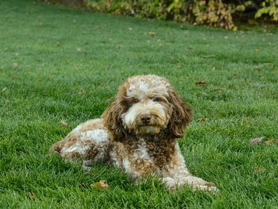 AKC Chocolate Merle Poodle 11.8lbs 13 inches Health Tested