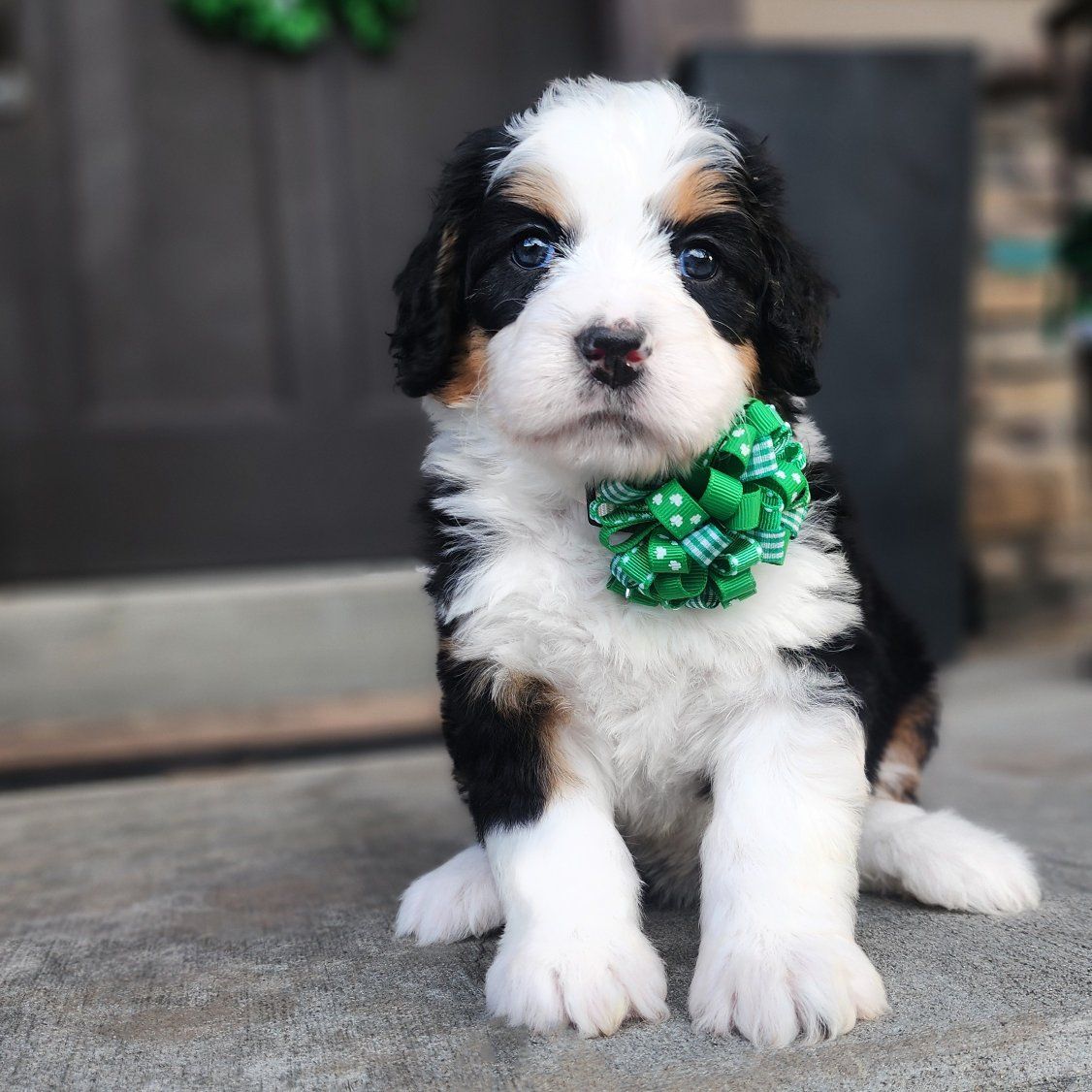 Mini Bernedoodle Female