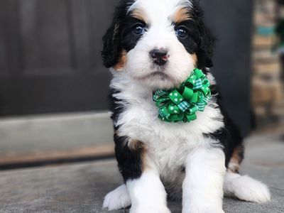 Mini Bernedoodle Female