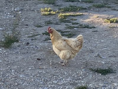 Healthy Flock