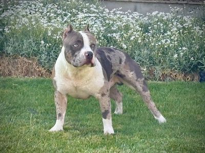 American Bully Stud