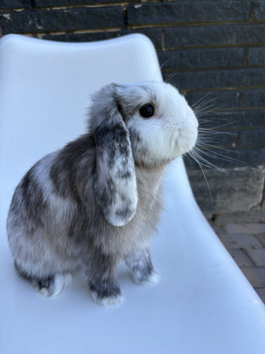 Purebred Holland lop magpie Black and White