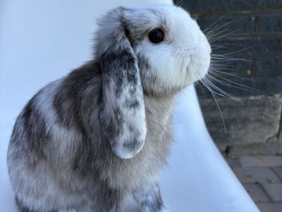Purebred Holland lop magpie Black and White