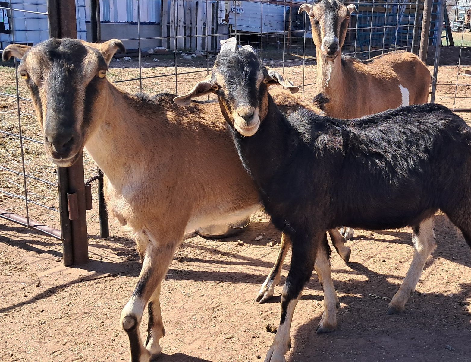 LaMancha and Nubian Milk Goats for Sale