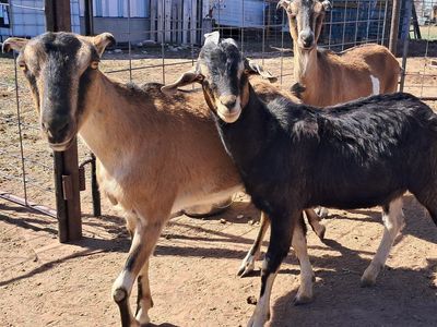 LaMancha and Nubian Milk Goats for Sale