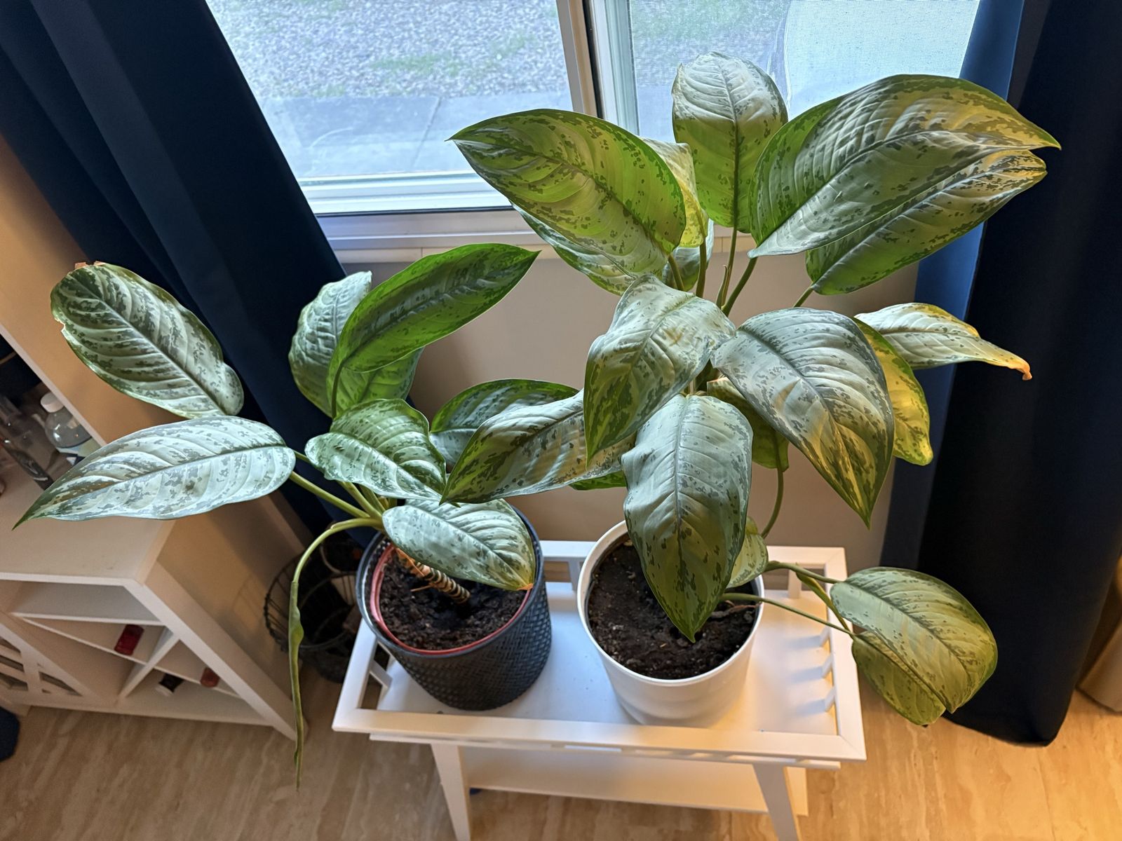 Low maintenance Chinese evergreen (Aglaonema) 3ft