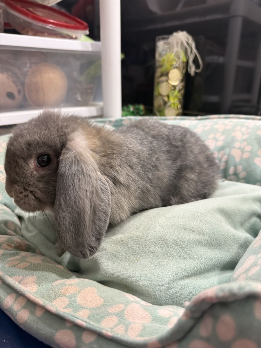 Blue Chinchilla Holland Lop Doe