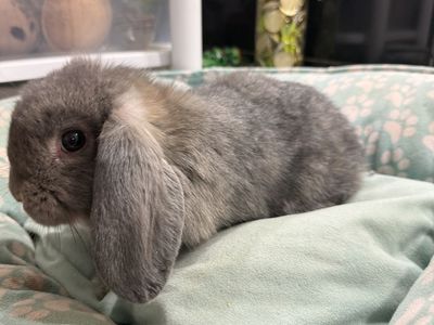 Blue Chinchilla Holland Lop Doe