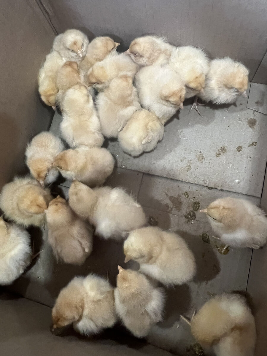 baby chicks