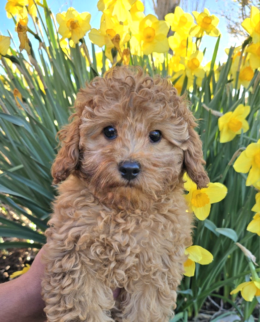Adorable, Well-Trained Cavapoo Puppies Ready for Their Forever Homes This Weekend!