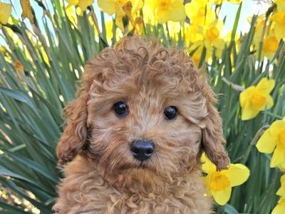 Adorable, Well-Trained Cavapoo Puppies Ready for Their Forever Homes This Weekend!