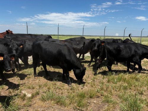 Bred Heifers for Sale: 13 .Text 385-327-9146