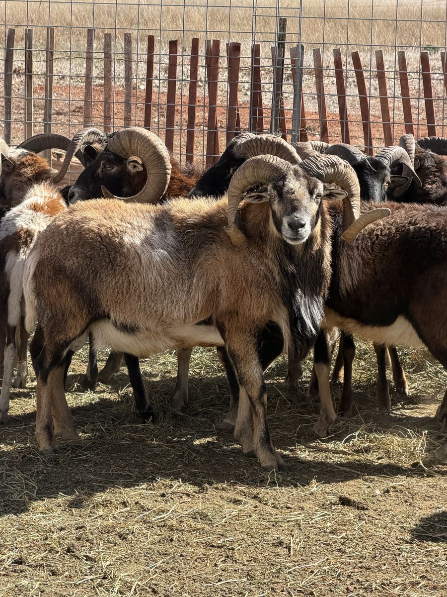 Horned Ram Sheep For Sale