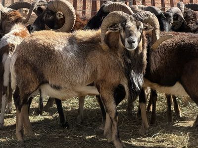 Horned Ram Sheep For Sale
