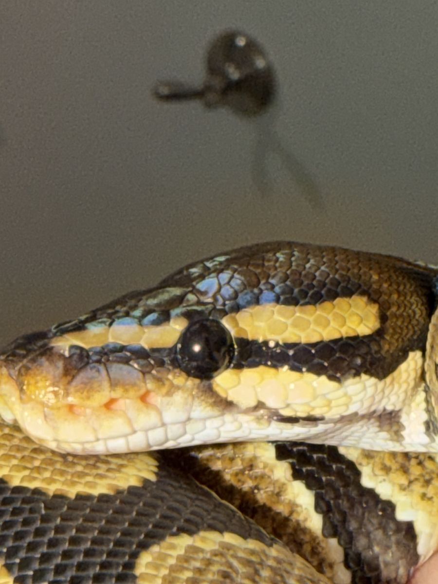 Ball python