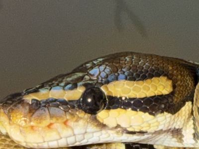 Ball python